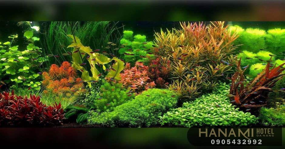 Nuôi cá cảnh tại nhà - những điều bạn cần biết 4 nuôi cá cảnh tại nhà