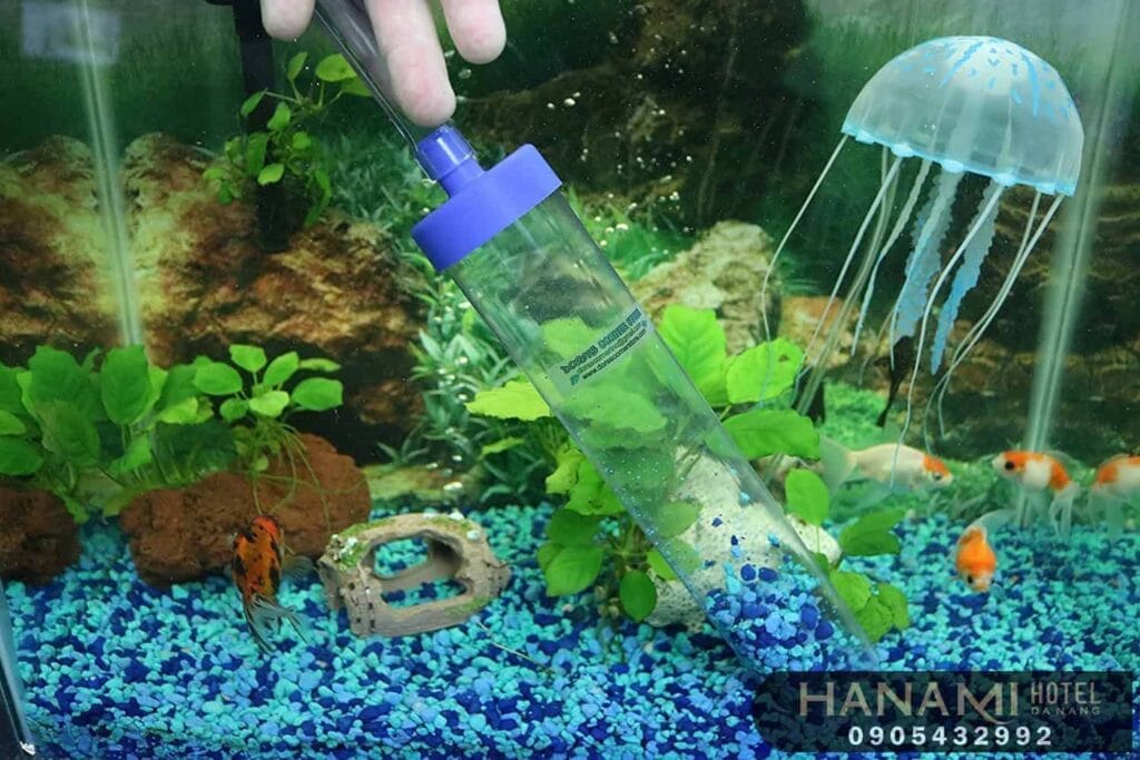 Nuôi cá cảnh tại nhà - những điều bạn cần biết 3 nuôi cá cảnh tại nhà