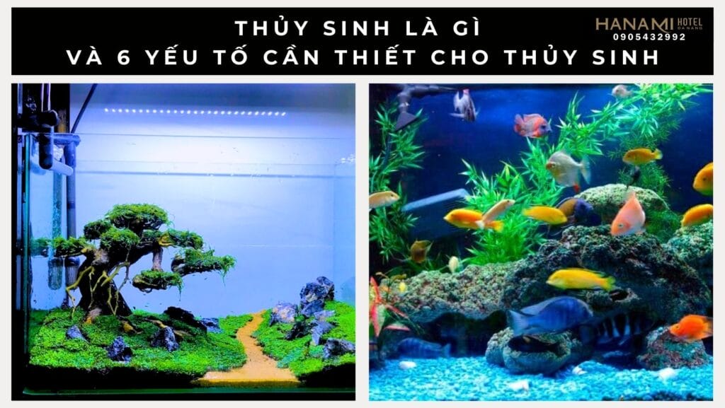 thuy sinh la gi