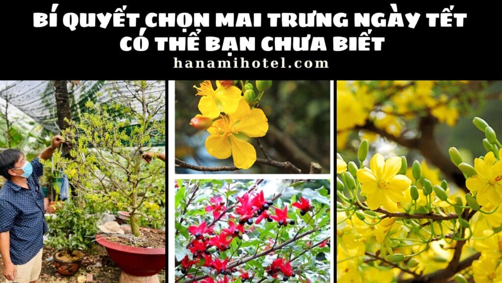 Bí quyết chọn mai trưng ngày Tết