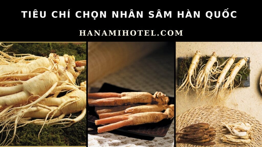 tiêu chí chọn nhân sâm Hàn Quốc