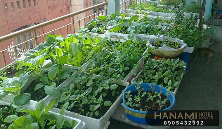 5 Lợi ích tuyệt vời khi trồng rau sạch tại nhà 2 Những lợi ích tuyệt vời khi trồng rau sạch tại nhà