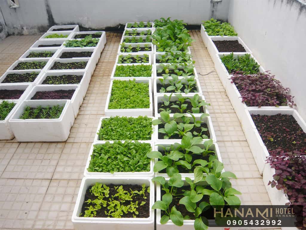 5 Lợi ích tuyệt vời khi trồng rau sạch tại nhà 3 trong rau sach 2 1